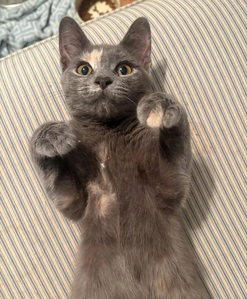 A baby medium-sized female Gray / Blue / Silver Domestic Short Hair cat named Lapis for adoption in Manhattan, KS