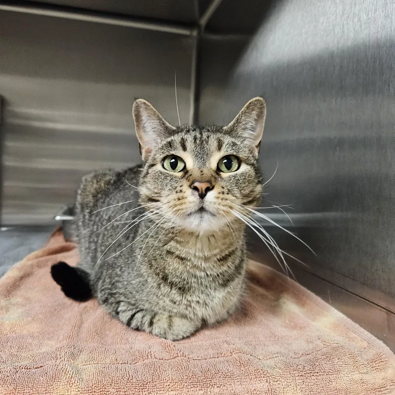 An adult medium-sized male Tabby (Brown / Chocolate) Tiger cat named Brownie for adoption in Bluffton, IN