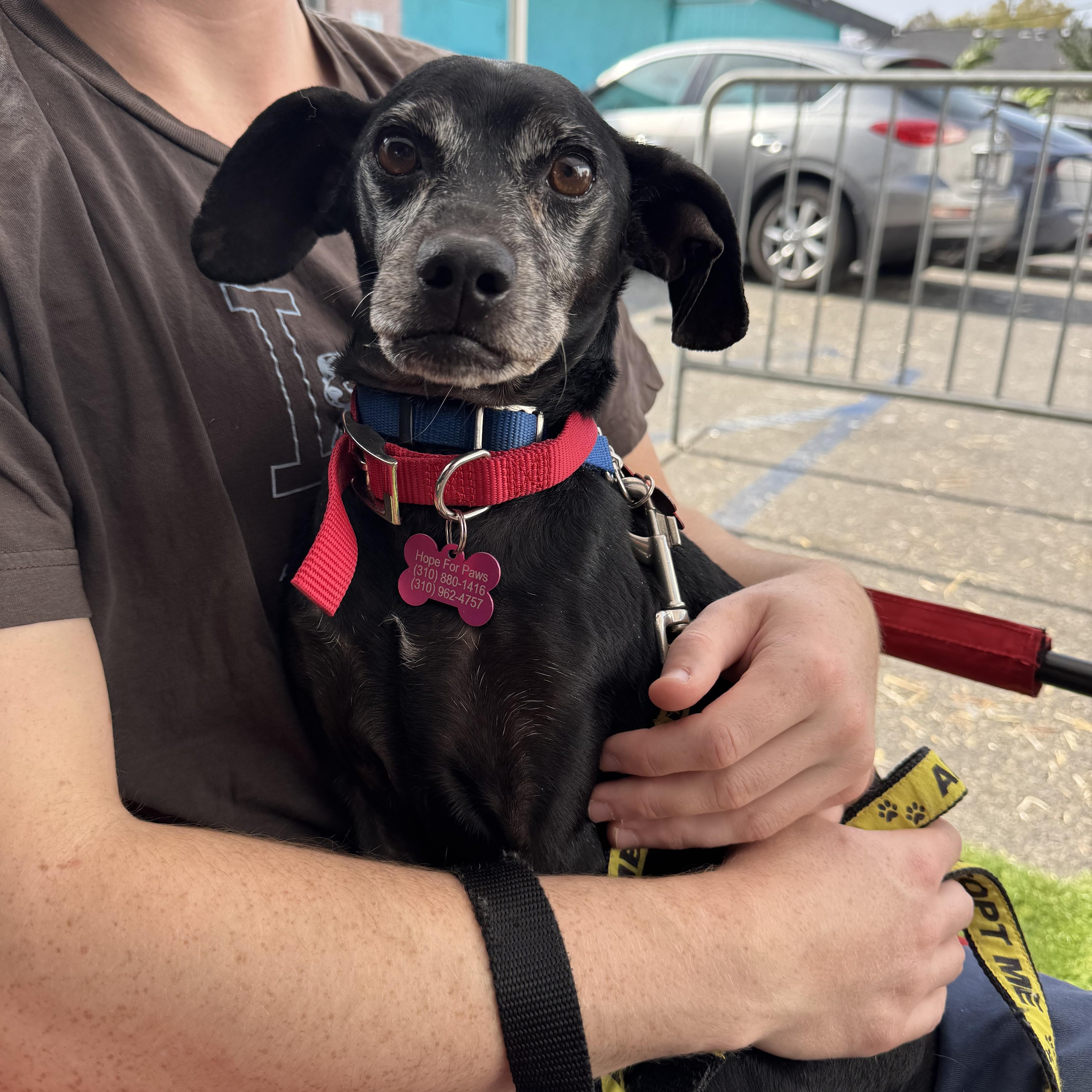 A senior small-sized male Black Terrier dog named Fiyero for adoption in Chatsworth, CA