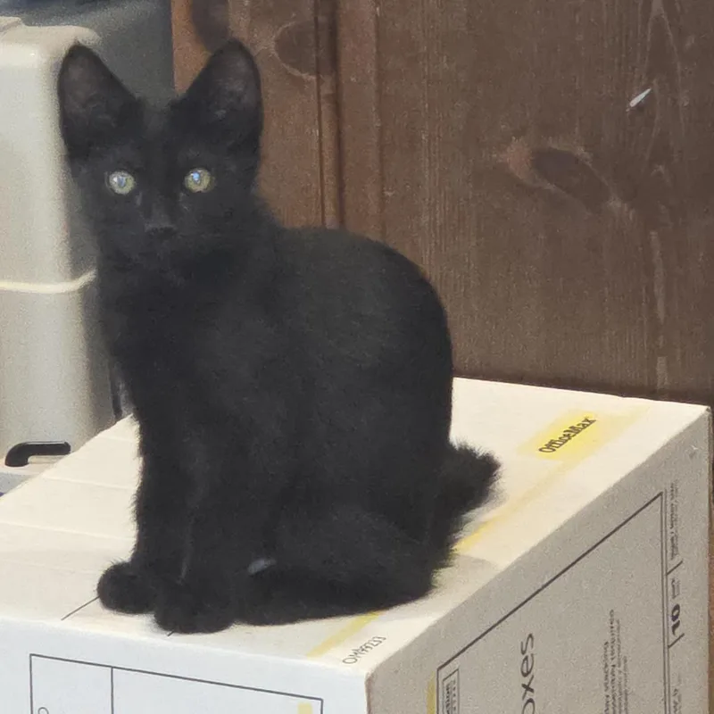 A baby medium-sized female Domestic Short Hair cat named Anchor for adoption in Lincoln, CA
