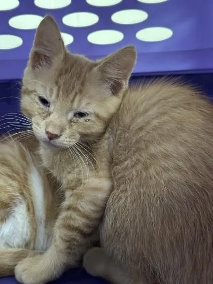 A young small-sized male Domestic Short Hair cat named Mr Pib for adoption in Conway, AR