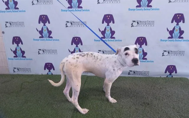A young medium-sized female Shar-Pei dog named Paris for adoption in Orlando, FL