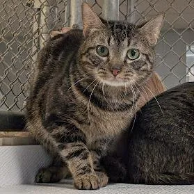 An adult medium-sized male Brown / Chocolate Domestic Short Hair cat named Allentown for adoption in Birdsboro, PA