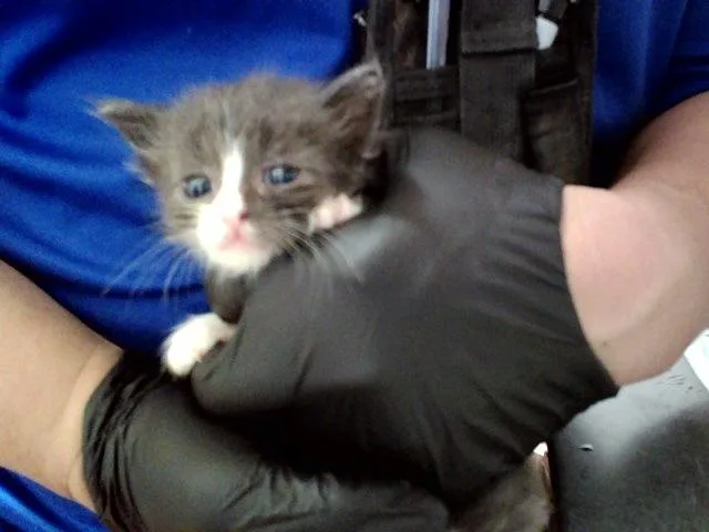 A baby small-sized female Domestic Short Hair cat named A for adoption in Martinez, CA
