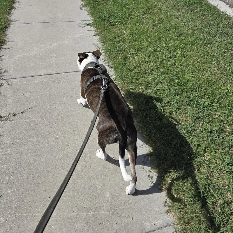 An adult medium-sized male Brindle Pit Bull Terrier dog named Brownie for adoption in Dallas, TX