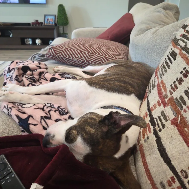 Brownie thumbnail 2