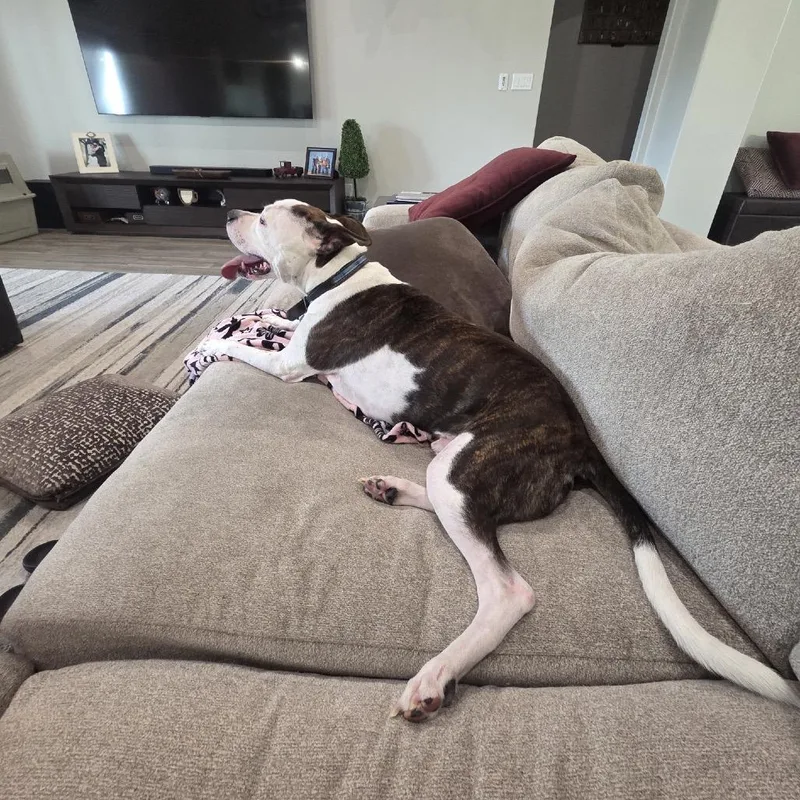 Brownie thumbnail 4
