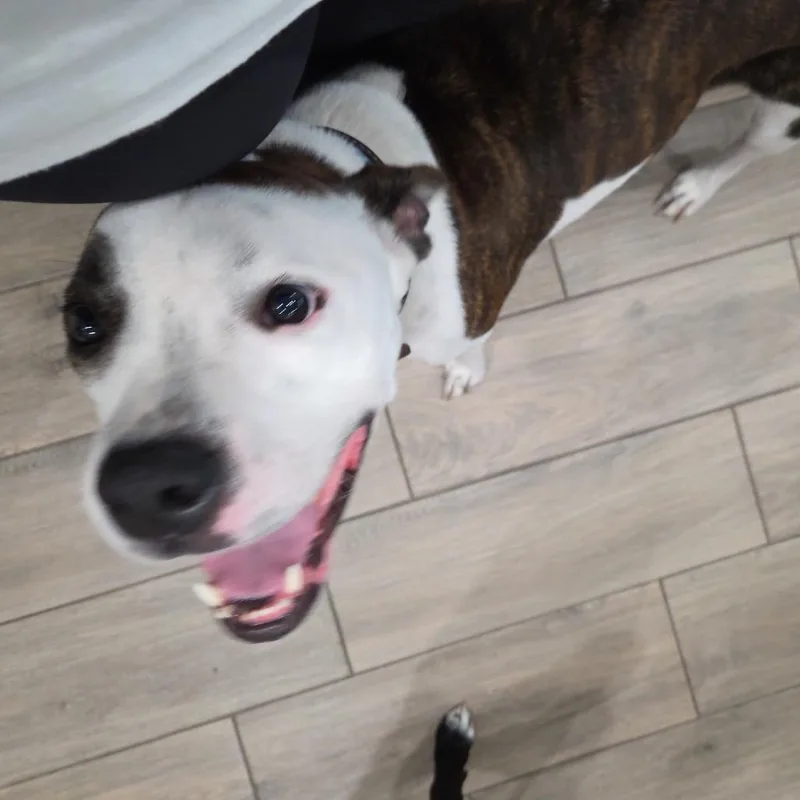 Brownie thumbnail 5
