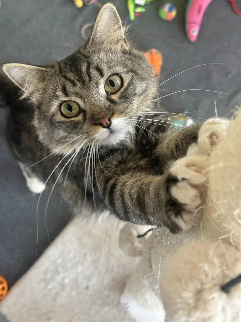 A young medium-sized female Tabby (Gray / Blue / Silver) Domestic Medium Hair cat named Rosie for adoption in Greensburg, PA
