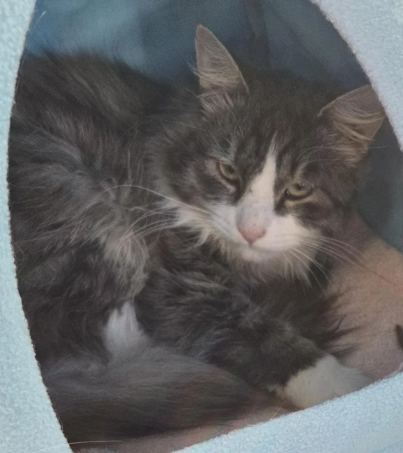 A young medium-sized male Domestic Long Hair cat named Deli Cat for adoption in Windsor, CT