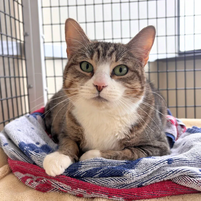 An adult medium-sized female Domestic Short Hair cat named Tulip for adoption in Burlingame, CA