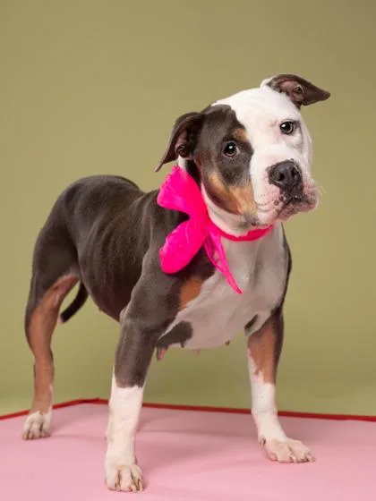 An adult medium-sized female Pit Bull Terrier dog named Blaze for adoption in Atlanta, GA
