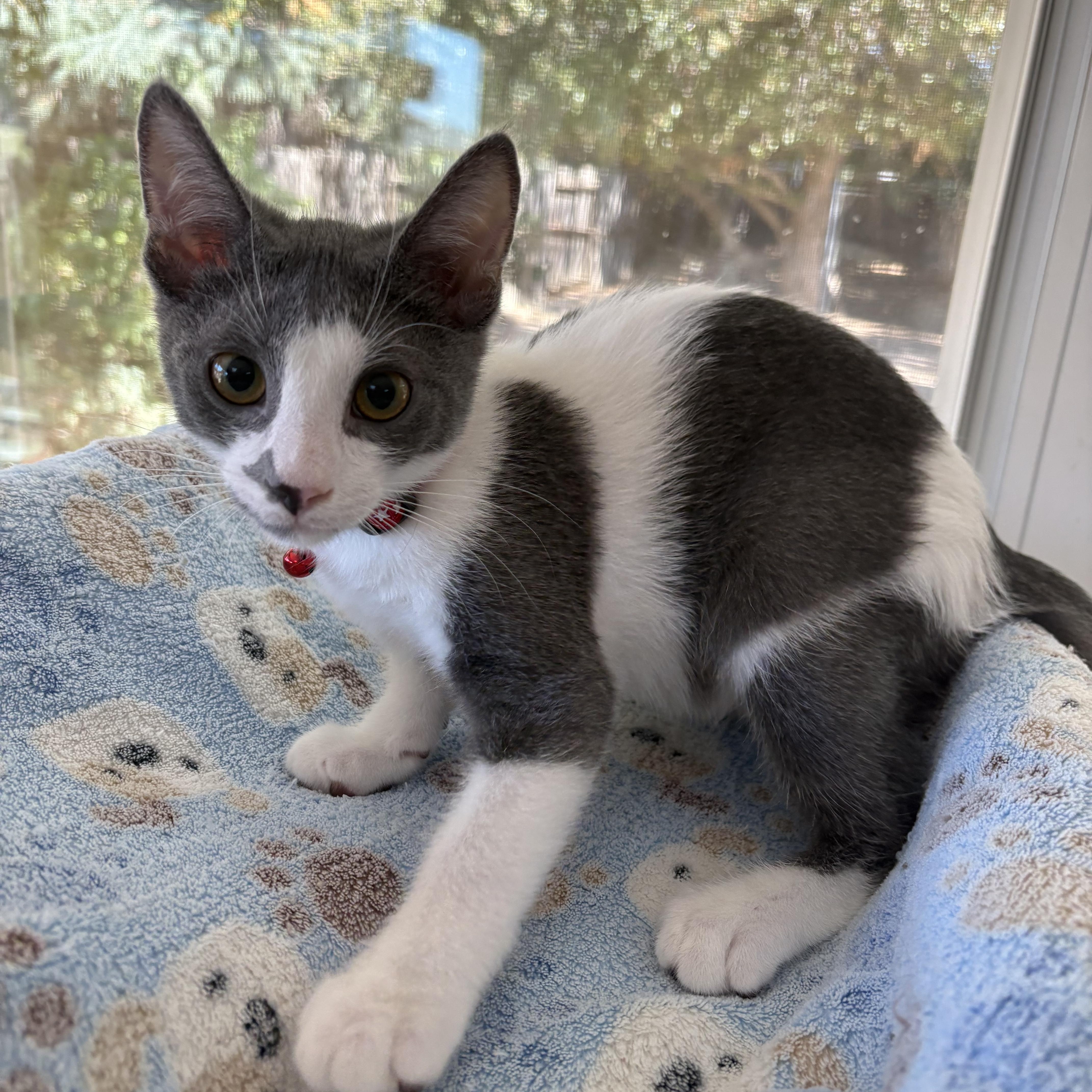A baby medium-sized male Gray & White Domestic Short Hair cat named Logan for adoption in Oakley, CA