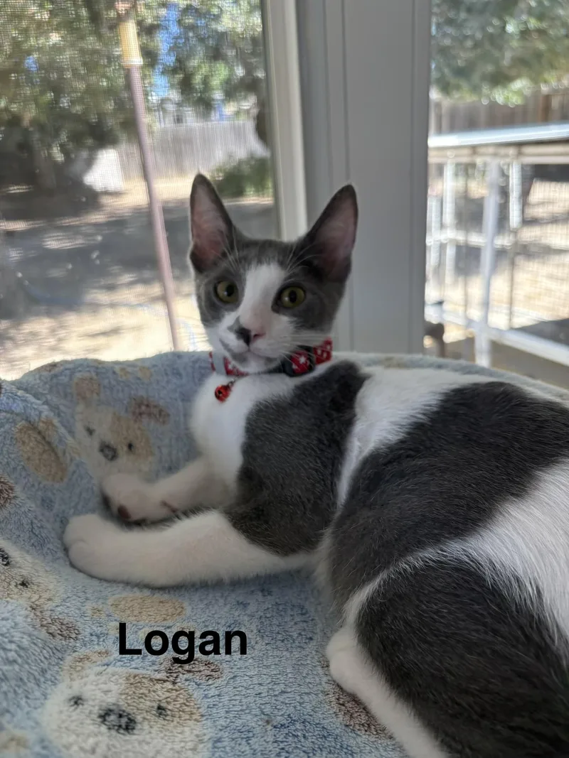 Logan thumbnail 2