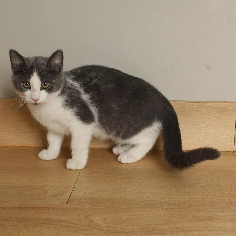 A baby small-sized female Gray / Blue / Silver Domestic Short Hair cat named Cloud C for adoption in Minnetonka, MN