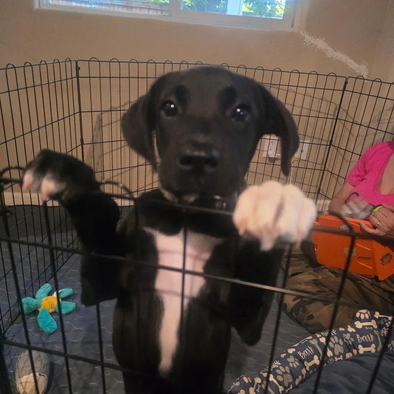 A baby medium-sized female Pit Bull Terrier dog named Micah for adoption in Brentwood, CA
