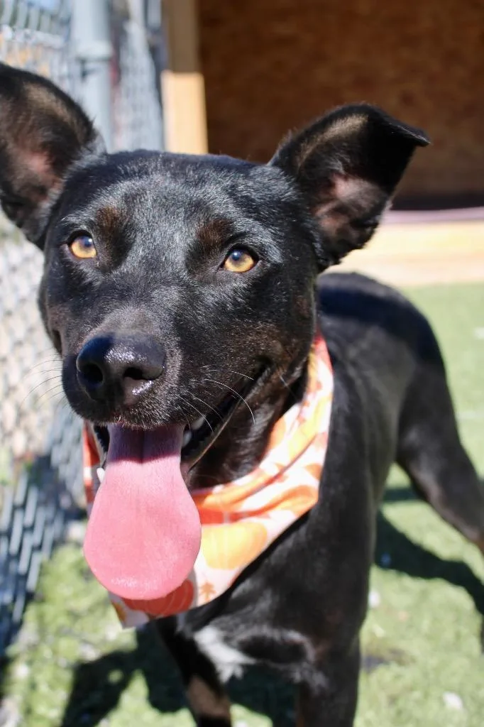 A young medium-sized male Mixed Breed dog named Swanky for adoption in Morgantown, KY