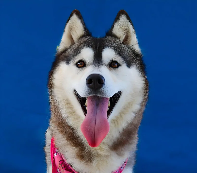 An adult medium-sized female Siberian Husky dog named Daisy for adoption in Pasadena, CA