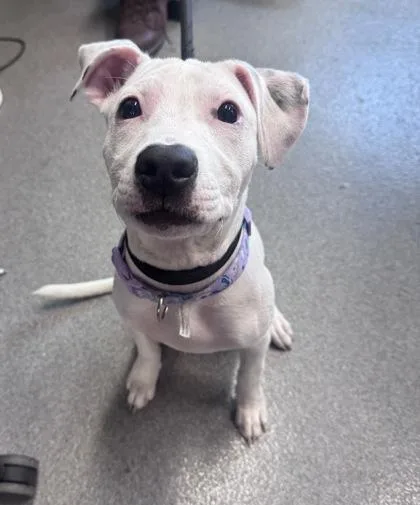 A baby small-sized female Mixed Breed dog named Lilo for adoption in West Chester, PA