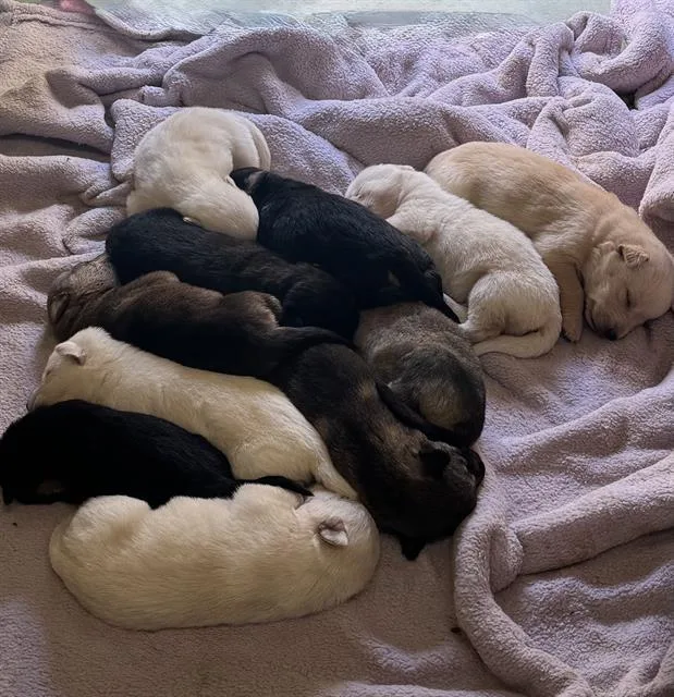 A baby small-sized female German Shepherd Dog dog named Boa for adoption in Riverside, CA