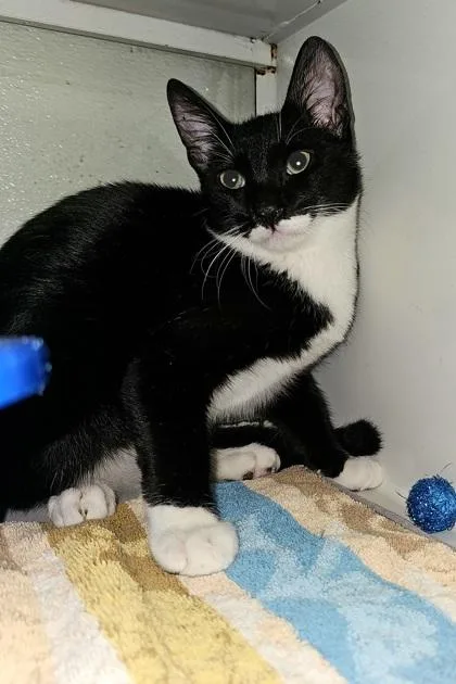 An adult small-sized male Domestic Short Hair cat named Severus for adoption in Phoenix, AZ