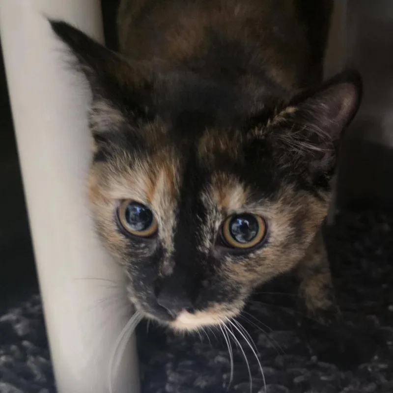 A baby small-sized female Tortoiseshell Domestic Short Hair cat named Kiwi for adoption in Kennebunk, ME