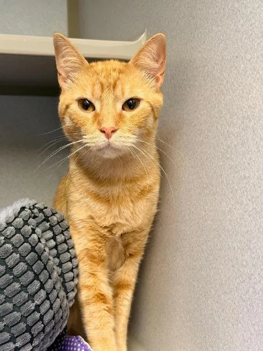 An adult medium-sized male Orange / Red Domestic Short Hair cat named Homer for adoption in Winter Haven, FL