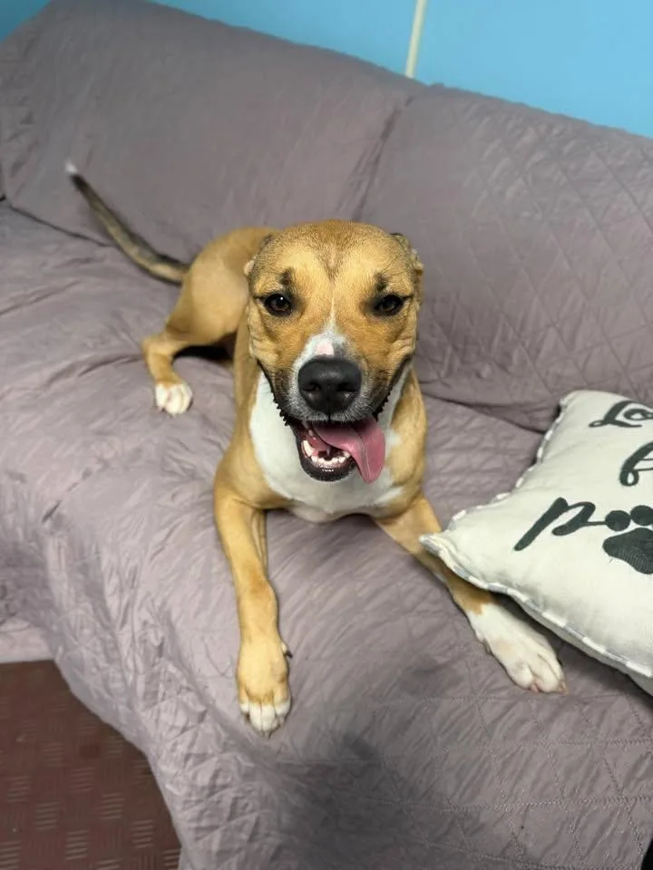 An adult large-sized female Mixed Breed dog named Gemma for adoption in Wooster, OH