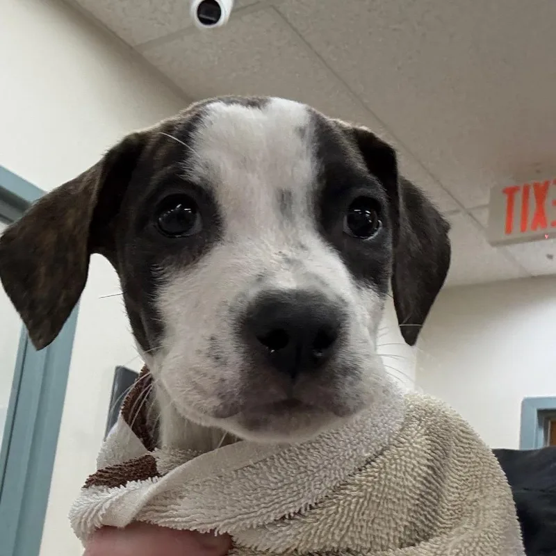 A baby small-sized male Brindle Mixed Breed dog named DeWalt for adoption in Rockville, MD