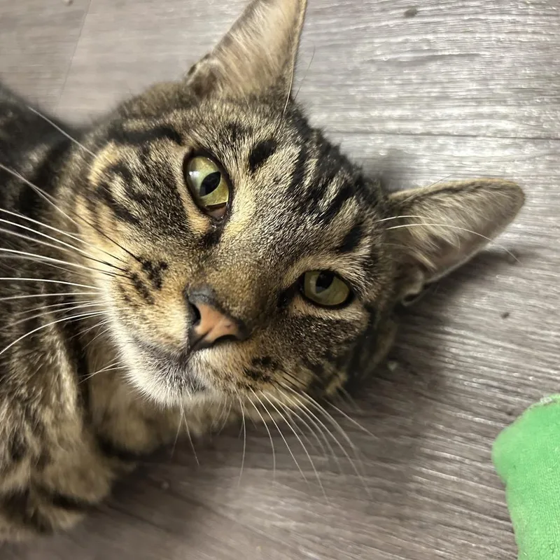 An adult large-sized male Brown / Chocolate Domestic Short Hair cat named Noel Gallagher for adoption in Columbia, MO