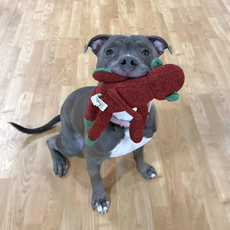 An adult medium-sized male Gray / Blue / Silver Mixed Breed dog named The Great Gatsby for adoption in DeKalb, IL