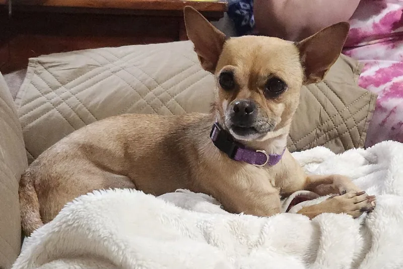 Tatot Tot thumbnail 2