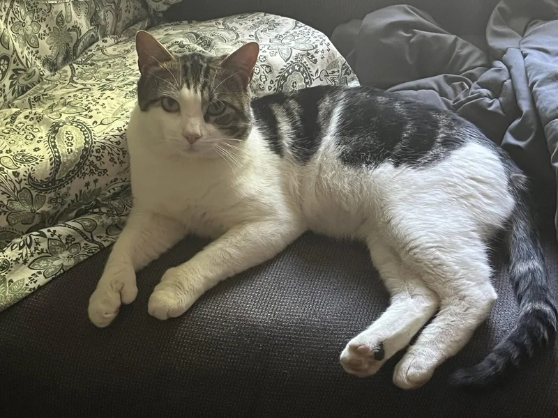 A young medium-sized male Domestic Short Hair cat named Mitts for adoption in Brooklyn, NY