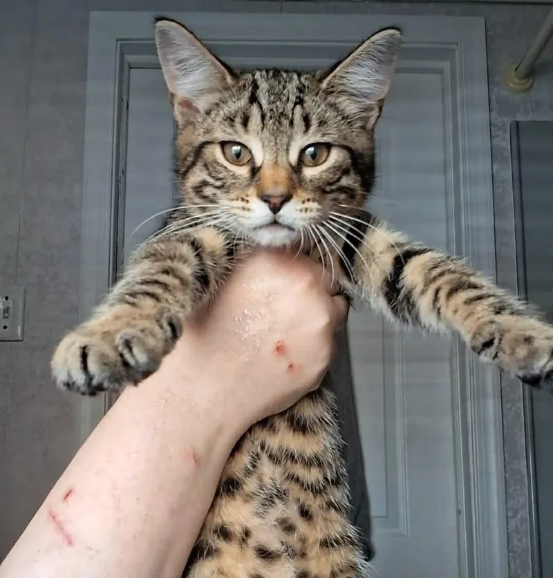 A baby medium-sized male Domestic Short Hair cat named Woody for adoption in Yardley, PA