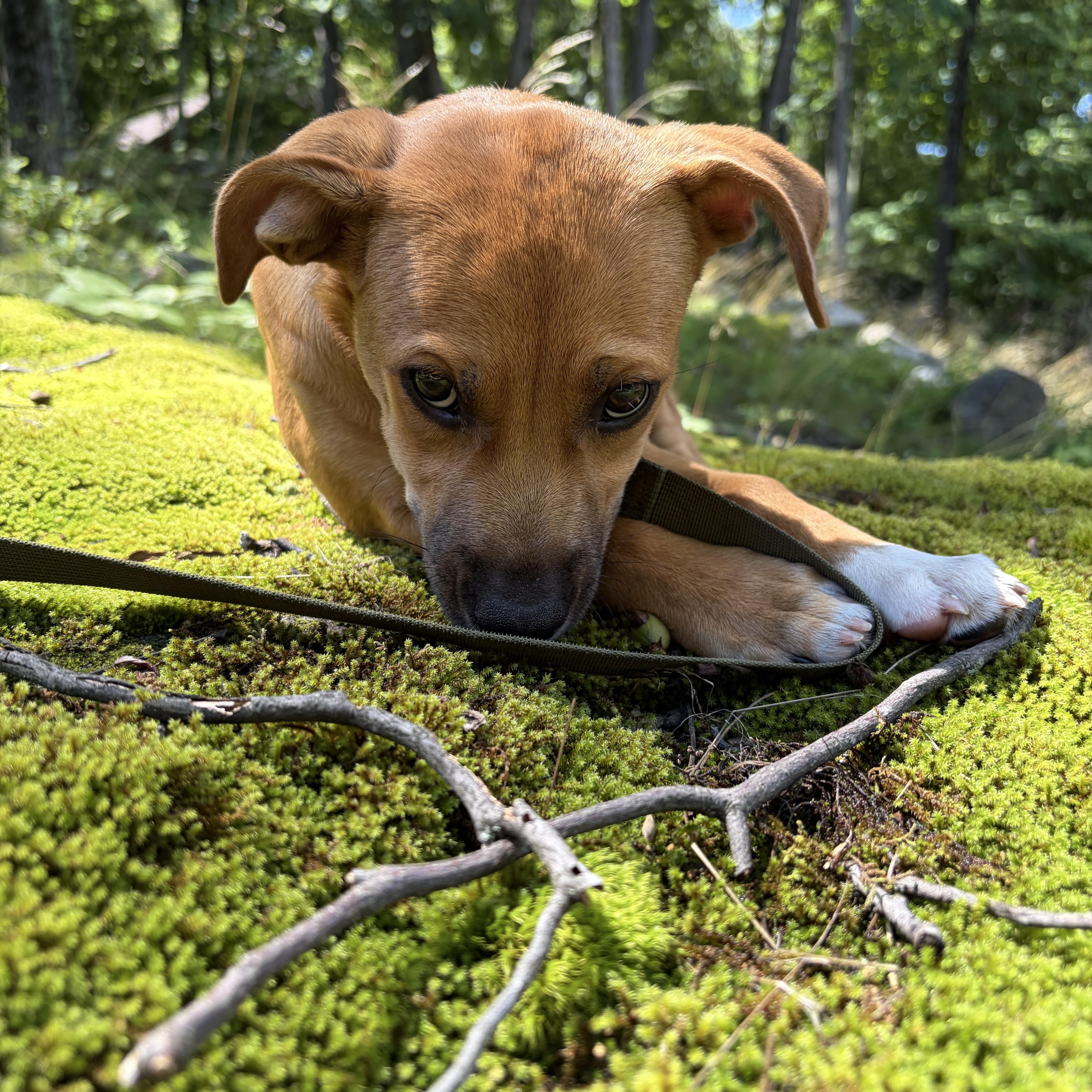 A baby medium-sized female Golden Yellow Labrador Retriever dog named Billie Jean  The for adoption in Carolina, PR