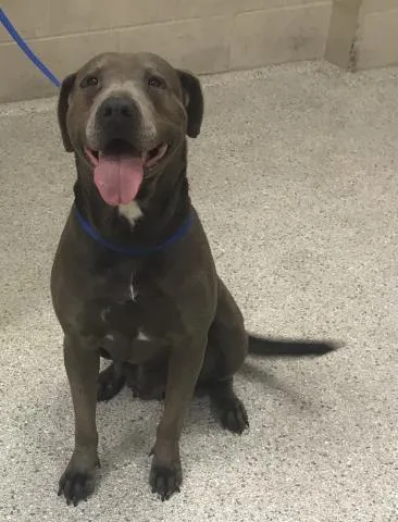 An adult medium-sized female Pit Bull Terrier dog named Mimi for adoption in Conroe, TX