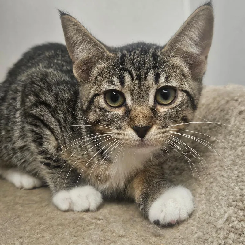 A baby small-sized female Brown / Chocolate Domestic Short Hair cat named Maya for adoption in Grantsville, UT