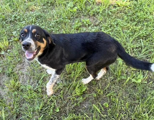 A baby medium-sized female Tricolor (Brown, Black, & White) Australian Shepherd dog named Petunia for adoption in Andover, MA