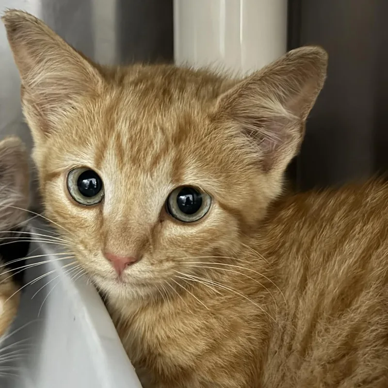 A baby small-sized female Orange / Red Domestic Short Hair cat named Tauriel for adoption in Marion, VA