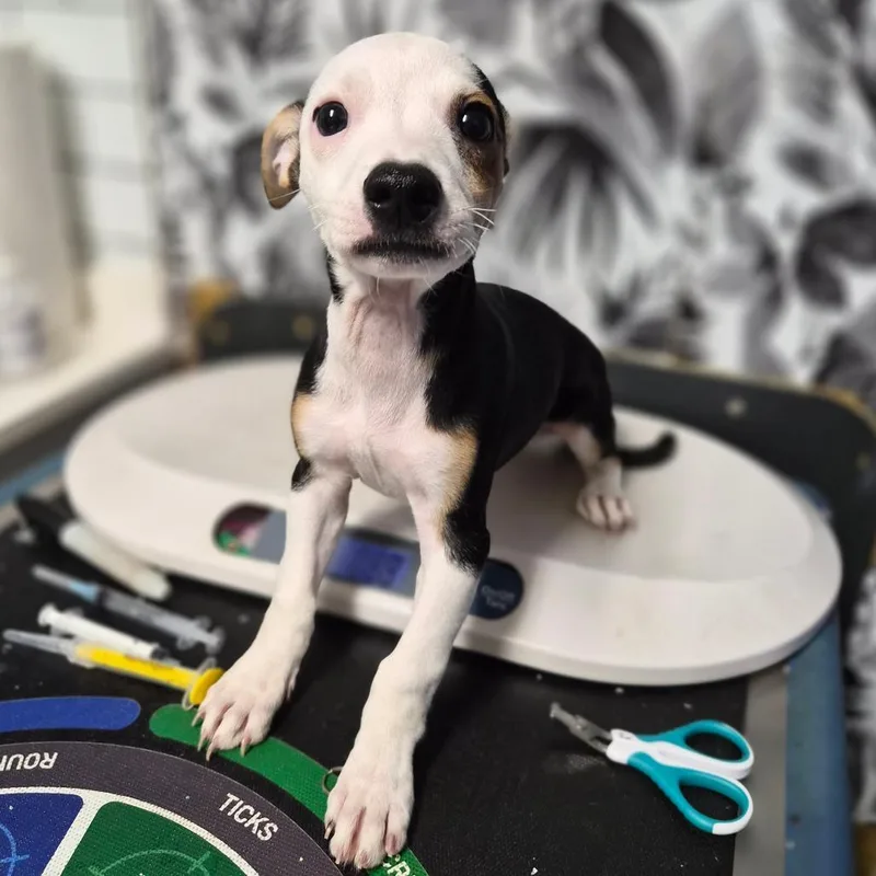 A baby small-sized female White / Cream Dachshund dog named Zip Pac for adoption in Wahiawa, HI
