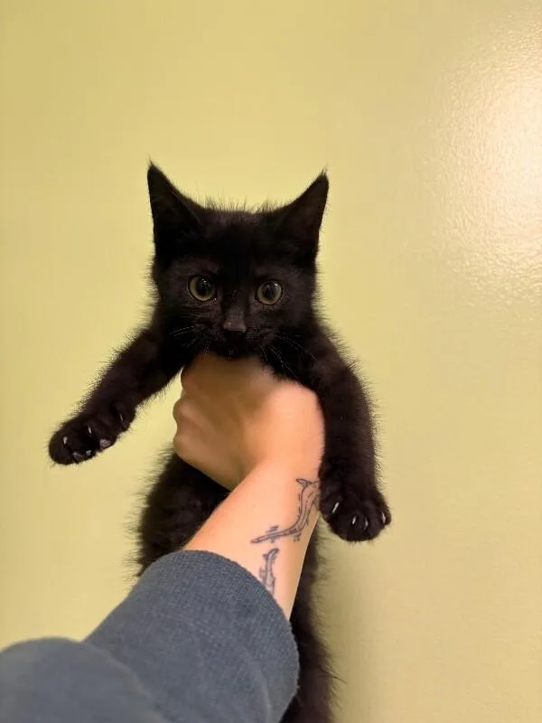 A young medium-sized male Black Domestic Short Hair cat named Capt. Hook for adoption in Warren, PA