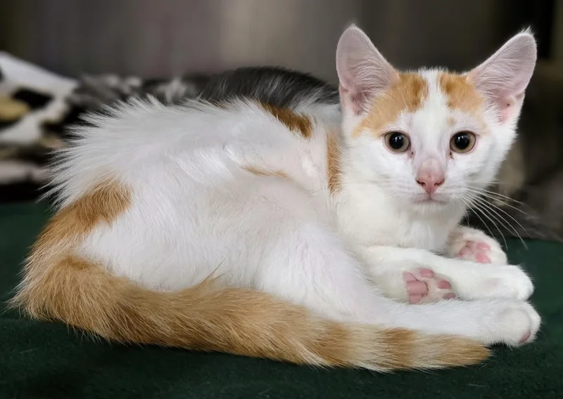 A baby large-sized male Orange & White Domestic Short Hair cat named Gus for adoption in Amityville, NY