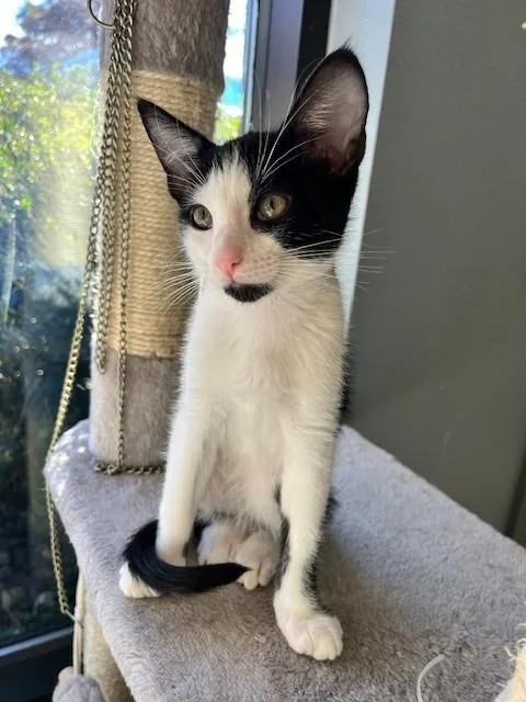 A young medium-sized male Domestic Short Hair cat named Fang for adoption in Tyler, TX