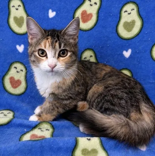 A baby medium-sized female Torbie Domestic Short Hair cat named Blaze for adoption in Valdosta, GA
