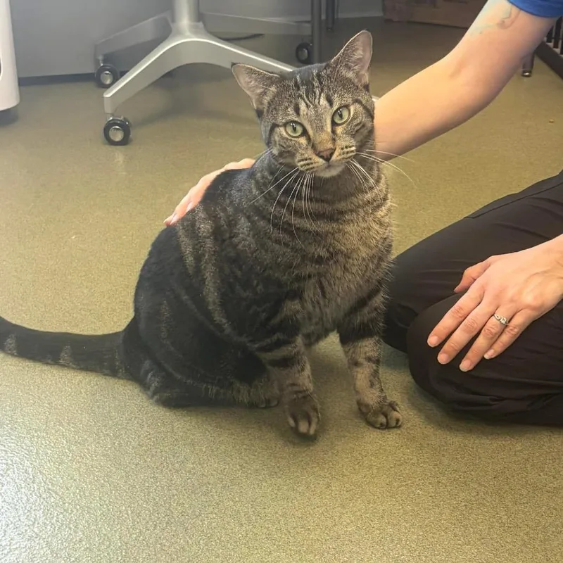 An adult extra large-sized male Domestic Short Hair cat named Jack Jack C for adoption in Princeton, MN
