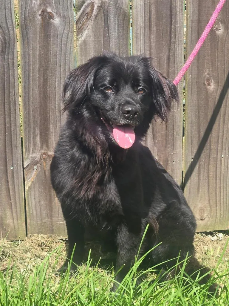 A young medium-sized female Spaniel dog named Bella for adoption in North Syracuse, NY