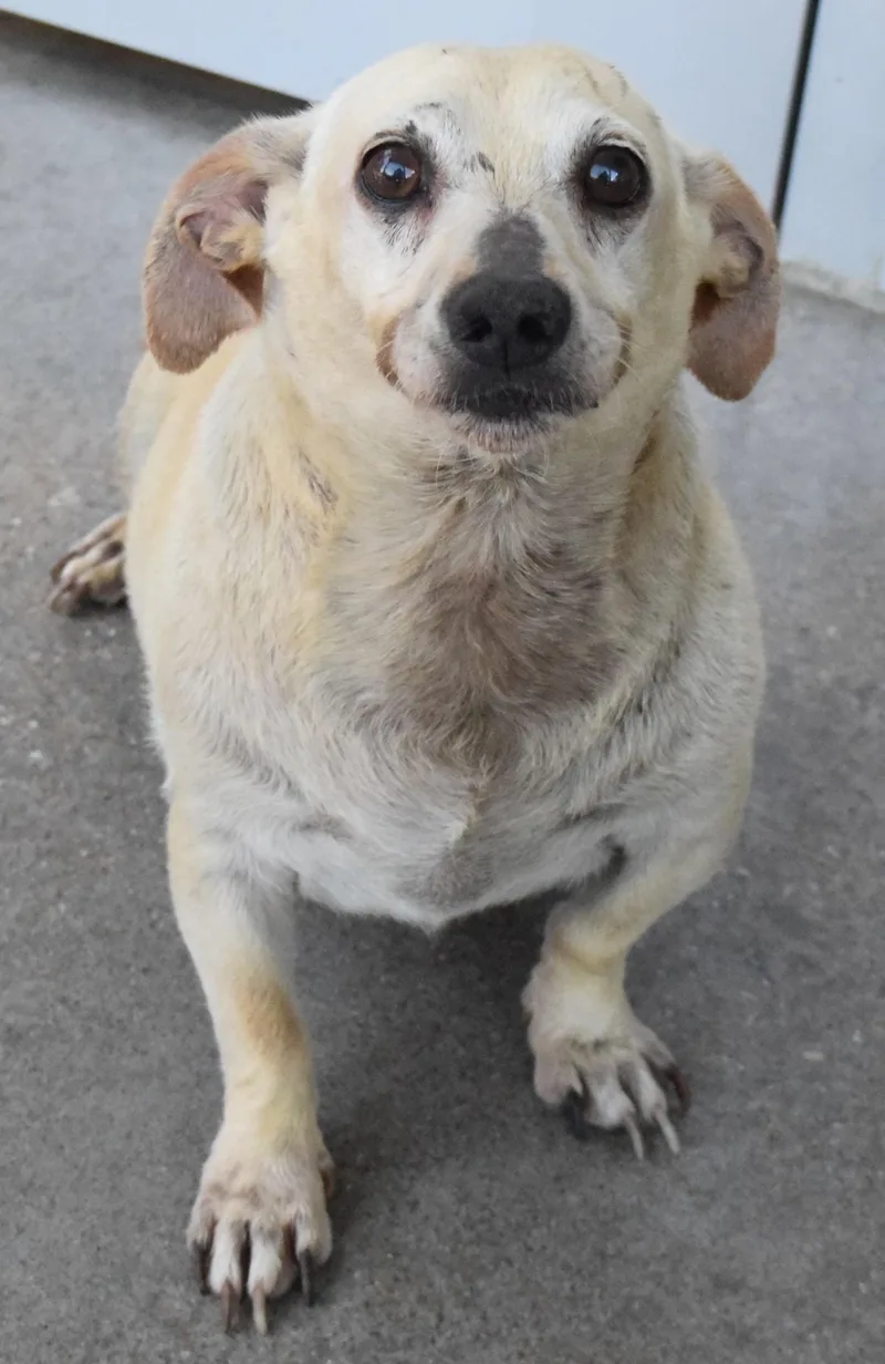 An adult small-sized male Chihuahua dog named 22448 for adoption in Broken Arrow, OK