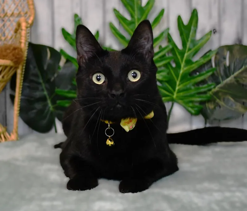 An adult large-sized male Domestic Short Hair cat named Brewster for adoption in Roanoke, TX