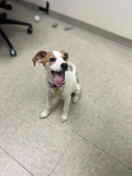 A baby small-sized female Brown / Chocolate Mixed Breed dog named Myrtle for adoption in Hamilton, OH