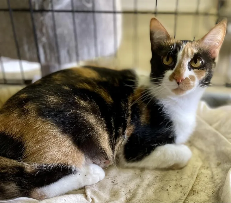 Rocky Road thumbnail 2